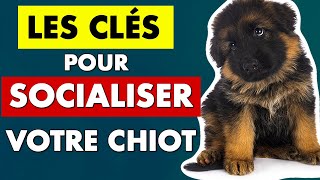 Socialiser un chiot  conseils déducation pour chiot  EDUC DOG [upl. by Koby]