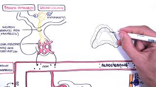 Hormones in body fluid homestasis ADHvasopressin Aldosterone and Natriuretic peptides [upl. by Ariaes]