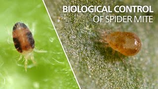 Biological control of spider mite  Neoseiulus californicus [upl. by Yrot]