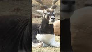 Blackbuck Antelope looks beautiful trendingshorts viralvideo [upl. by Ethelind]