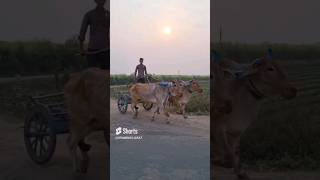 village life style  Gramin Gujarat rurallifeindia food indianvillagelife shortvideo shorts [upl. by Stagg]