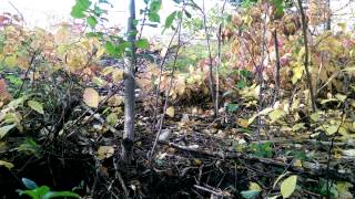 Uprooting Buckthorn in Duluth MN [upl. by Oneal490]