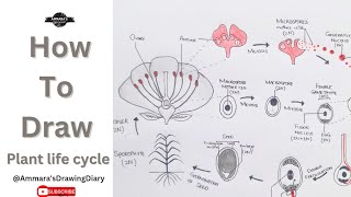 How to draw plant life cycle  Easy plant life cycle  Alternation of generation in plants [upl. by Weisberg]