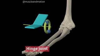 TYPES OF SYNOVIAL JOINTS THE HINGE [upl. by Ayk52]