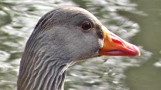 Greylag Goose  Geese at Tehidy Woods  Graylag in the USA [upl. by Milson916]