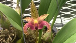 Bulbophyllum sumatranum [upl. by Keraj]