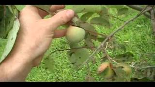 Persimmons Getting Big [upl. by Maccarone]