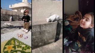 yumna Humna play with cutest cat trending fyp shorts Yumnahumna [upl. by Modnar]