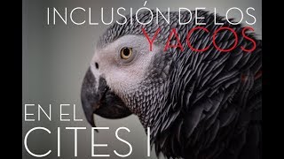 CITES I YACOS Legislación vigente en 2017 Documentación que necesitan los Psittacus erithacus [upl. by Karab355]