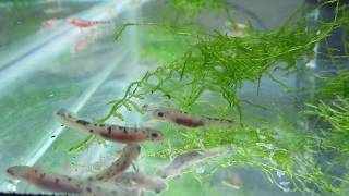 Lake Urmia Newt Offspring In 10 Gallon Aquarium [upl. by Aura90]