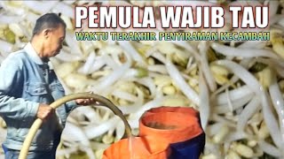 perajin kecambah pemula wajib tau ini [upl. by Neelrak]