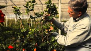 How to Trim a Hibiscus in the Summer  Garden Savvy [upl. by Montana]