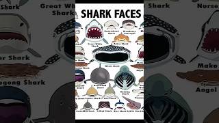 Types of shark  part 12  The lemon shark opening mouth [upl. by Annemarie]