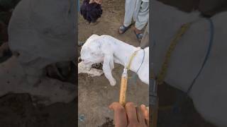 Treatment of a Goat after dystocia petvetanimalforyou trandingshorts newsong punjabi vetdr [upl. by Niltiak789]