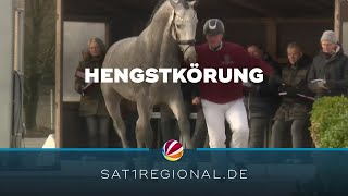 Hengstkörung 2023 in Neumünster [upl. by Ycinuq]