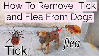 How To Remove Ticks and Fleas from Dogs [upl. by Sammons]