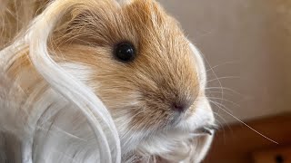 Cute guinea pig squeals crunches and purrs [upl. by Bamberger]