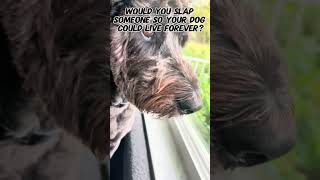 Would you slap someone so your dog lives forever schnoodles cutedog [upl. by Cirdahc]