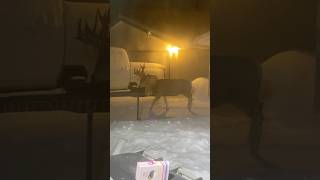 WILD Deer Seek Shelter From Snowstorm [upl. by Nereil]