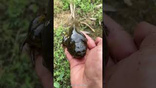 The Largest Tadpole in the World  Goliath frog [upl. by Annavoj903]