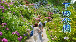 SHIZUOKA Blooming 150000 hydrangea plants at Shimoda Park4K 下田公園 [upl. by Pedaias]