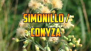 PARA QUE SIRVE 🌿 SIMONILLO 🌿 CONYZA 🌿 EXPULSAR FLATULENCIAS 🌿 HÍGADO SALUDABLE 🌿SISTEMA DIGESTIVO [upl. by Magdalena]