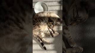 Intercepting signals from the mothership bengalcat shorts cats cutecat catnap cozy catcomedy [upl. by Rovit]