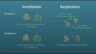 Ventilation vs Respiration [upl. by Eolande]