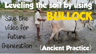 Leveling the Soil in Rice Field using Bullock [upl. by Ahseret]