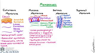 Membranes [upl. by Ahtelahs]