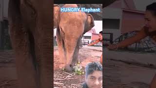 Hungry Elephant trending funny tigerlion comedyshorts shortsviral shorts [upl. by Nonrev]