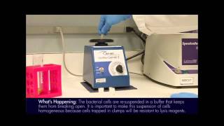 Plasmid Mini Prep Protocol [upl. by Reifel340]