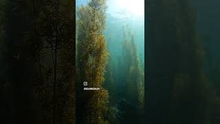 Rockweed season in jeju 스쿠버스토리 비양도 diving sea underwater video reels shorts youtube fyp [upl. by Bowe]