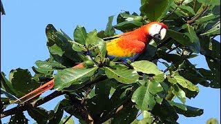 Scarlet Macaw in Costa Rica [upl. by Michaele848]