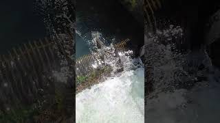 Cowlitz river spring Chinook summer Steelhead fishing [upl. by Flita]