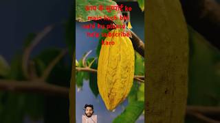 Mango testy fruit mango fruit food jackfruit foodie beautifulnature kudustinyworld explore [upl. by Denie]