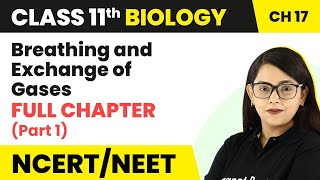 Class 11 Biology Chapter 17  Breathing and Exchange of Gases Full Chapter Explanation Part 1 [upl. by Laet129]