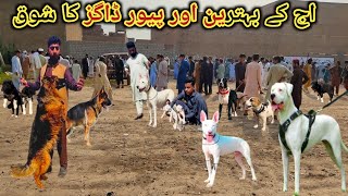 Pakistan ki Sab Sy Bahtareen Dog 🐕 Mandi  Special Dogs market  kohatigultair dogsmarket [upl. by Ecyak]