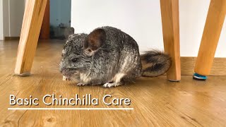 Basic Pet Care Chinchilla [upl. by Eliathan]