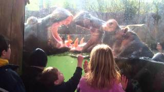 Hippos FightingPlaying  St Louis Zoo [upl. by Victory]