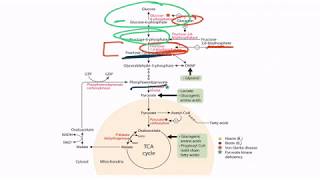 Gluconeogenesis for the USMLE Step 1 [upl. by Eelsel]