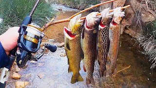 4 TROUT SPECIES CATCH amp COOK Cutthroat Rainbow Brown Tiger [upl. by Eliason]