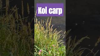 Koi carp Pest fish invading Lake Rotomanu Taranaki [upl. by Andrey178]