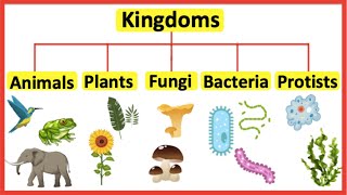 5 Kingdoms  Animals plants fungi bacteria amp protists [upl. by Yrdua217]