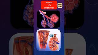 Alveoli vs Nephron Class 10 CBSE shorts biology [upl. by Yboc]