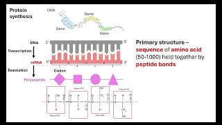 Proteins OCR A ALevel Biology Revision Module 2 Biological Molecules [upl. by Mckee]