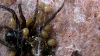 Spiderlings Eat Mother [upl. by Khan]