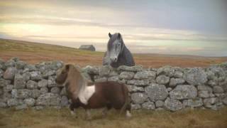 Werbung mit tanzendem Shetland Pony [upl. by Alon]