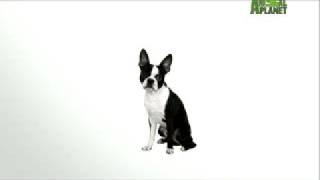 Boston Terrier [upl. by Kerin604]