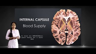 Internal Capsule Blood Supply [upl. by Rednael]